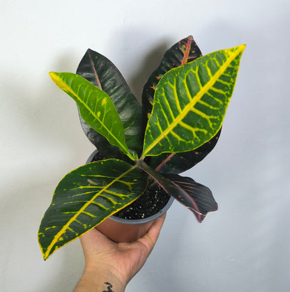 Croton Petra