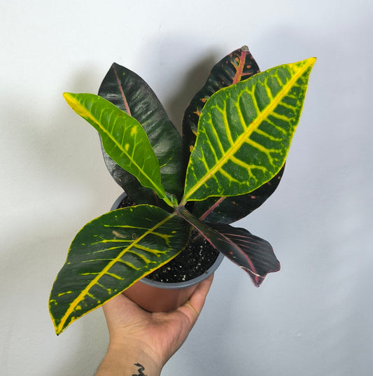Croton Petra