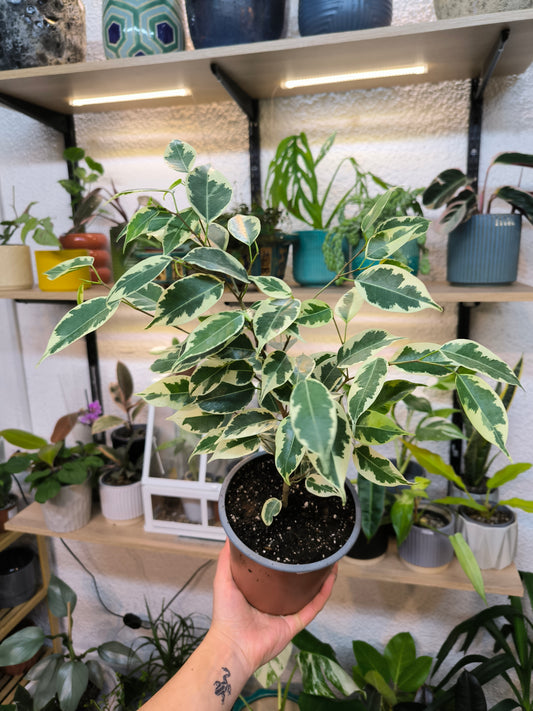 Ficus Variegado