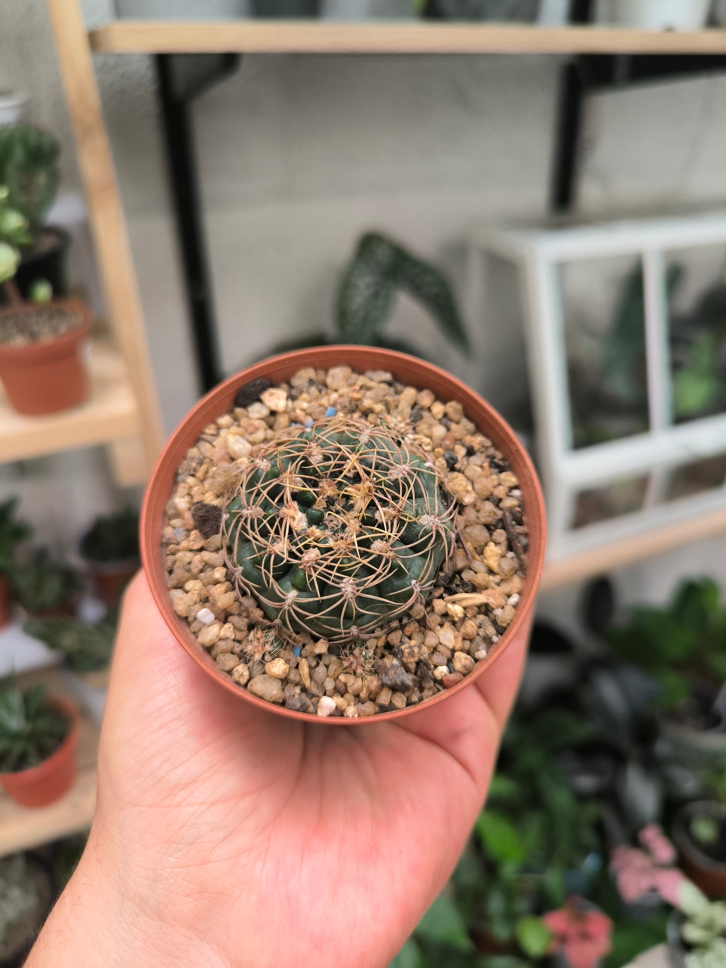 Cactus gymnocalycium spp.