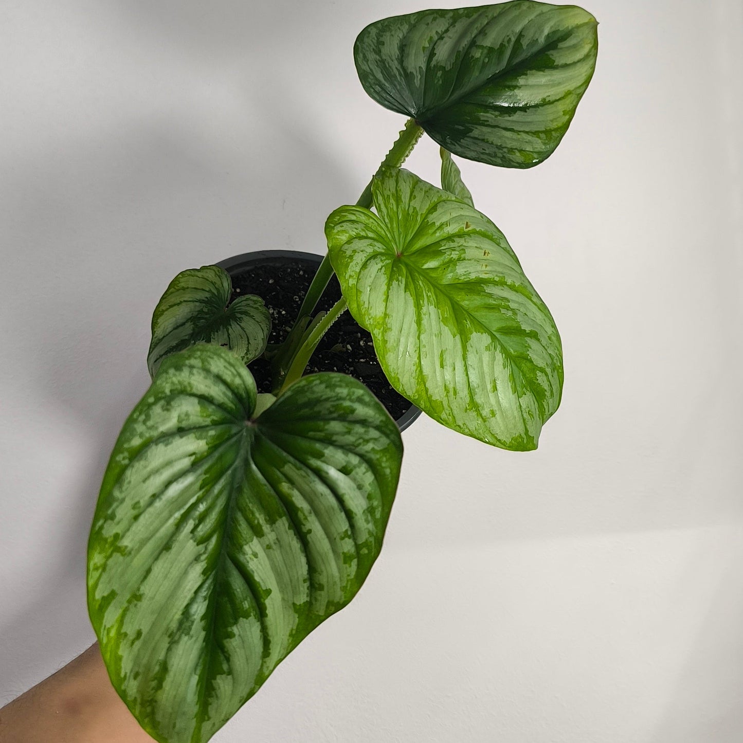 Philodendron Pastazanum Silver