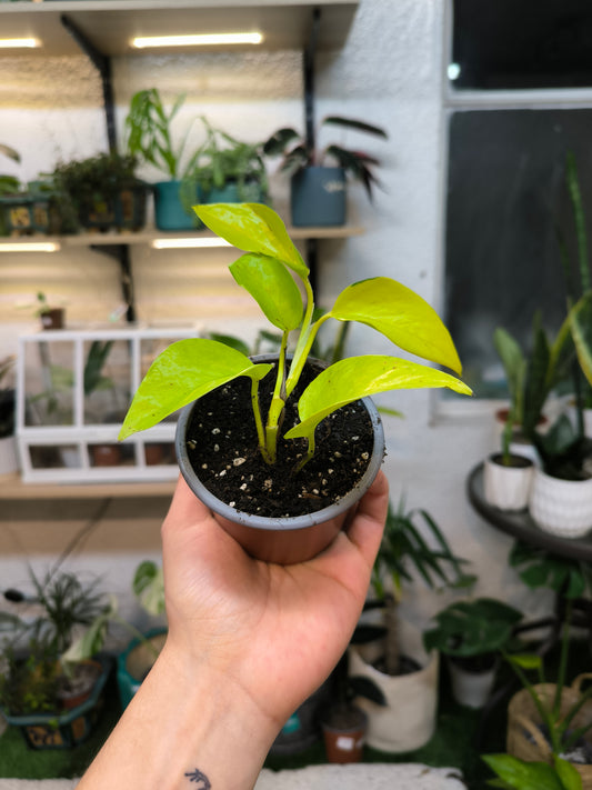 Pothus Neón