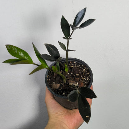 Zamioculca Zamiifolia Raven