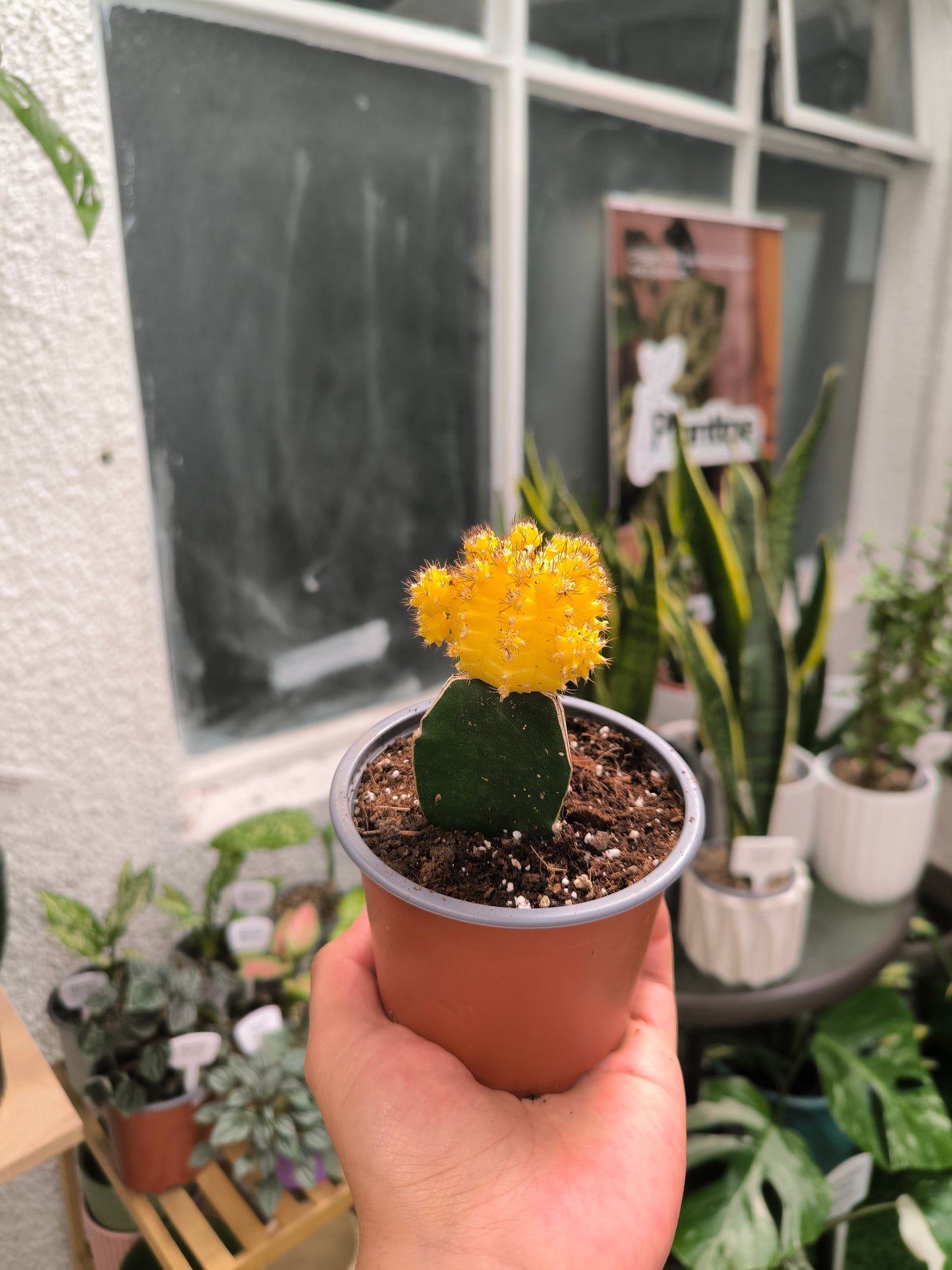 Cactus injertado
