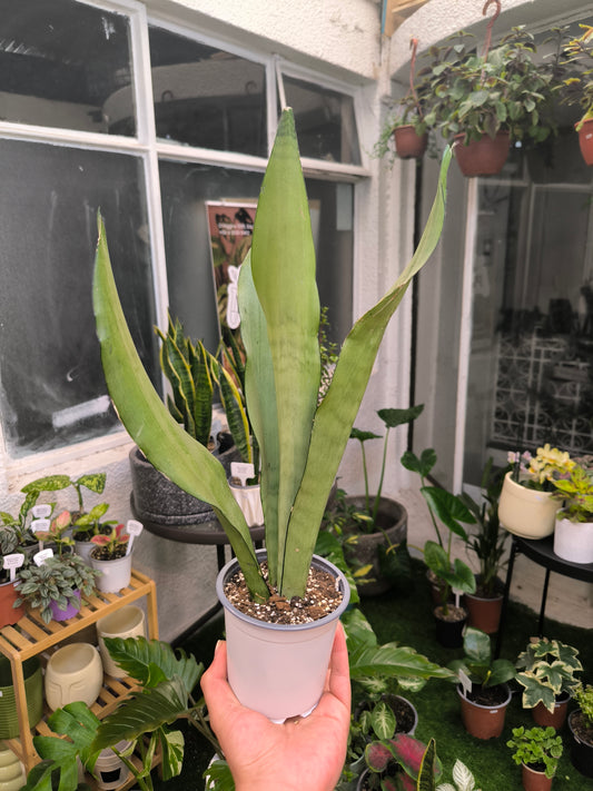 Sansevieria Moonshine