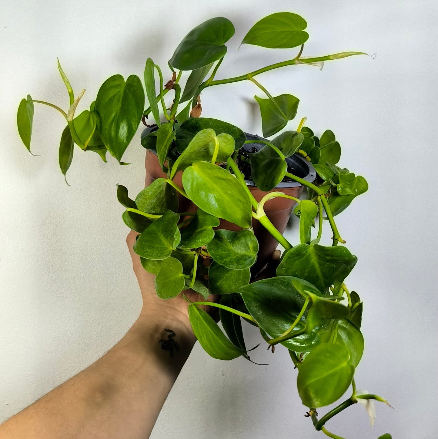 Philodendron Cordatum Verde
