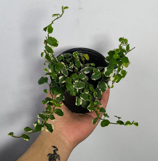 Ficus Repens