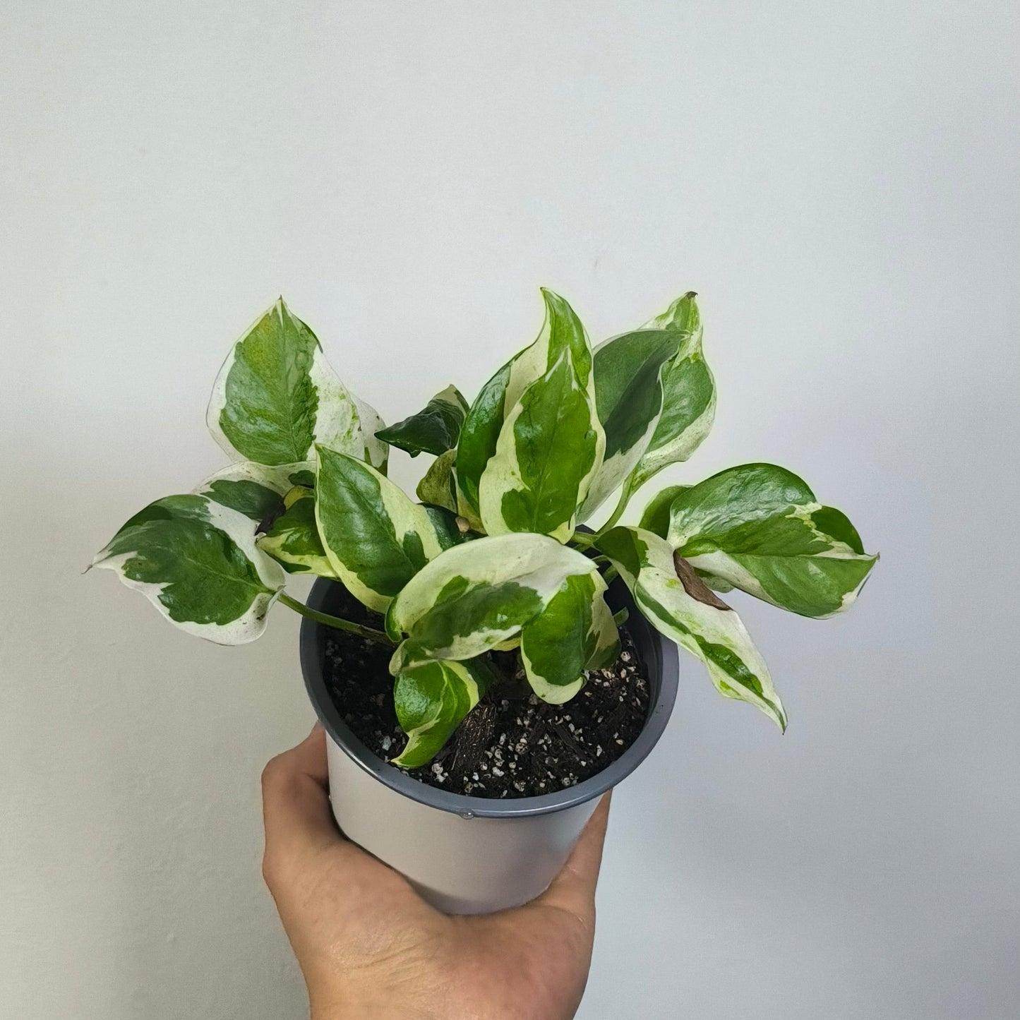 Scindapsus Pearls And Jade