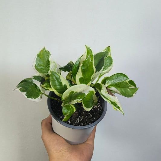 Scindapsus Pearls And Jade