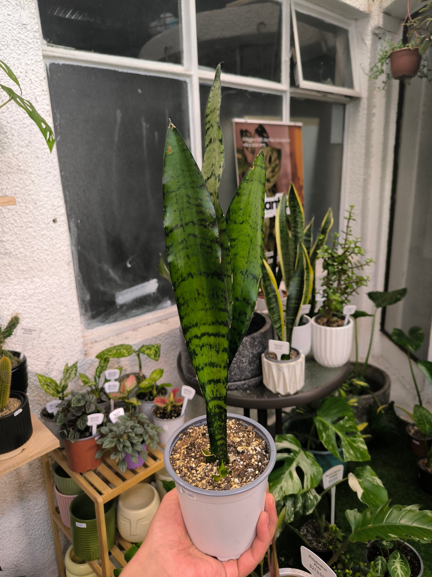 Sansevieria Zeylanica